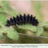 melitaea abbas turanchay larva5